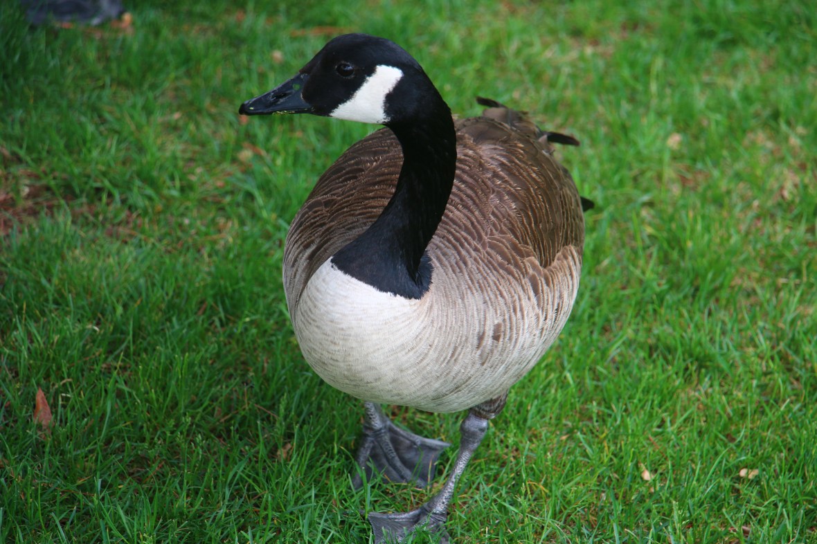 Chelsea Piers Model #1