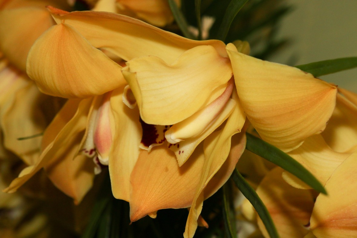 Golden Yellow Cymbidium II