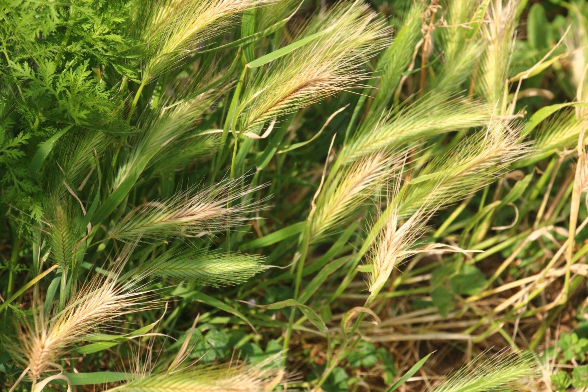 Spring 2016: Waving Green & Cream