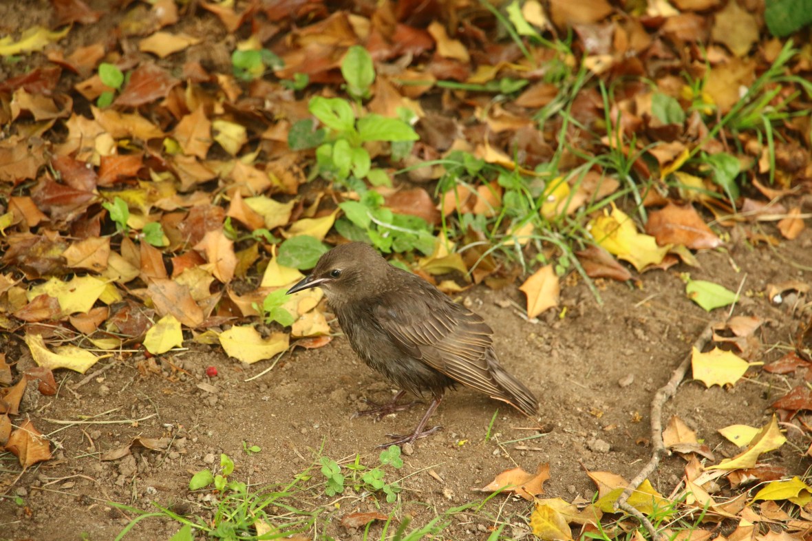 Gotham Nature Portrait Series: Brown Baby Bird