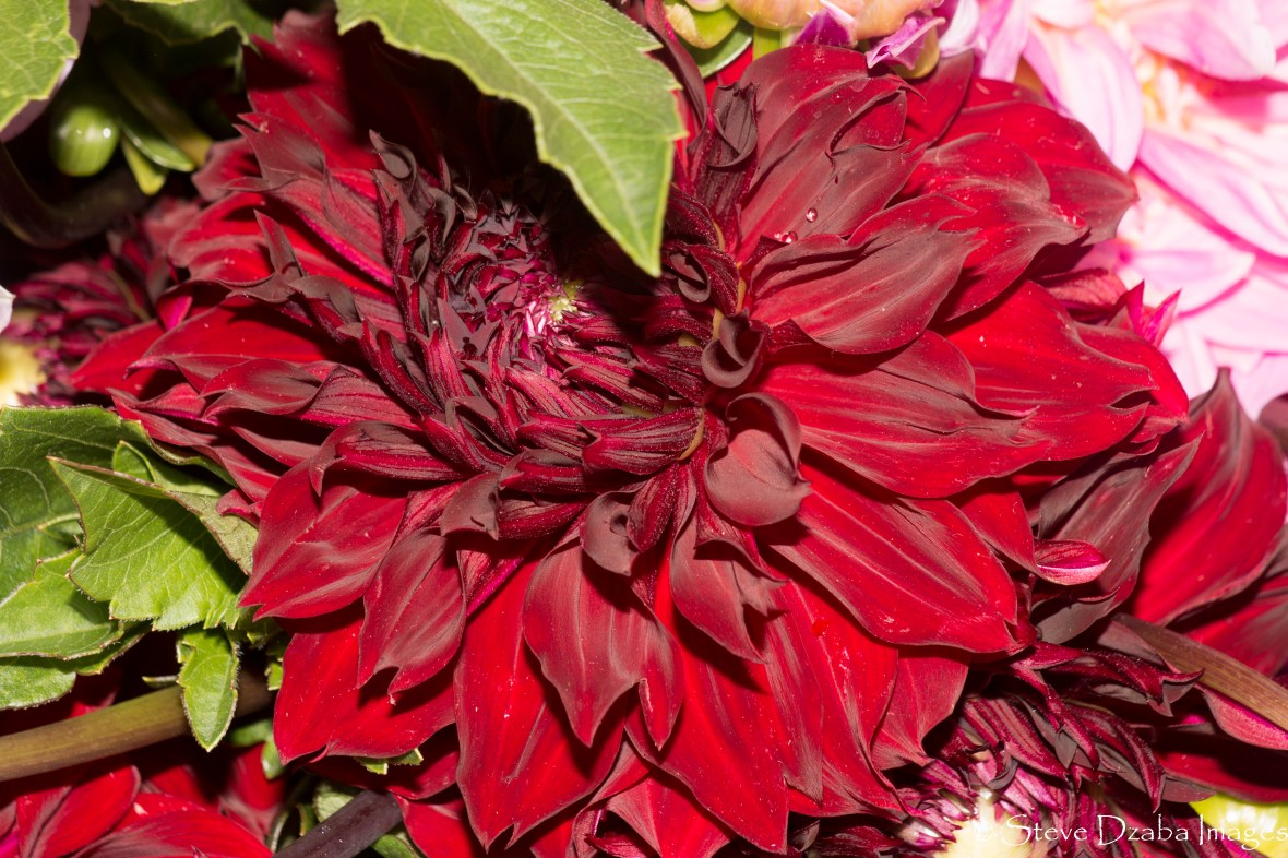 Code Red Flame Dahlia