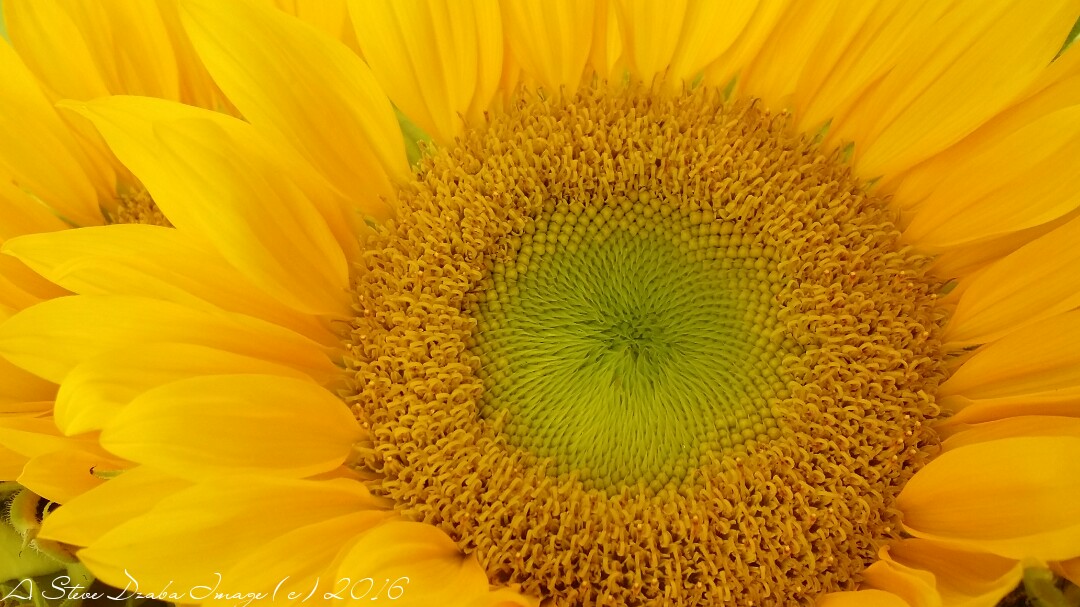 Floral Portrait Yellow Sunflower Macro
