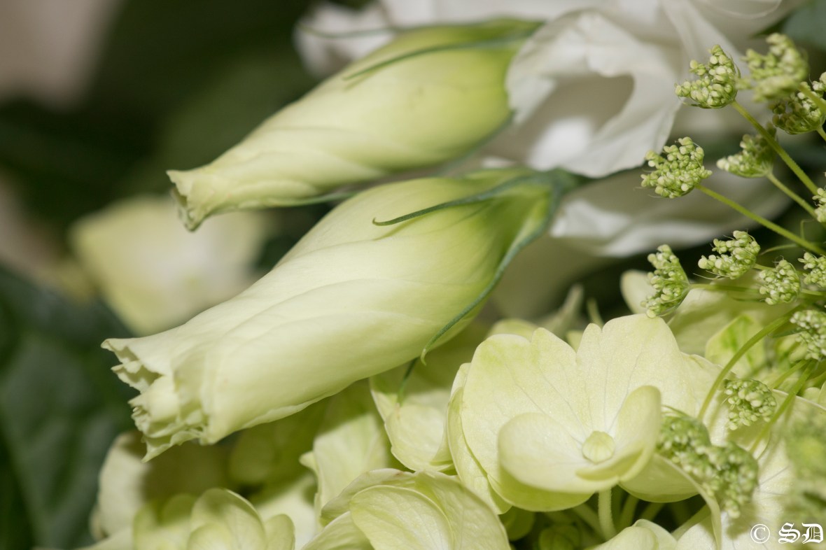 Horizontal Lisianthus Buds-2