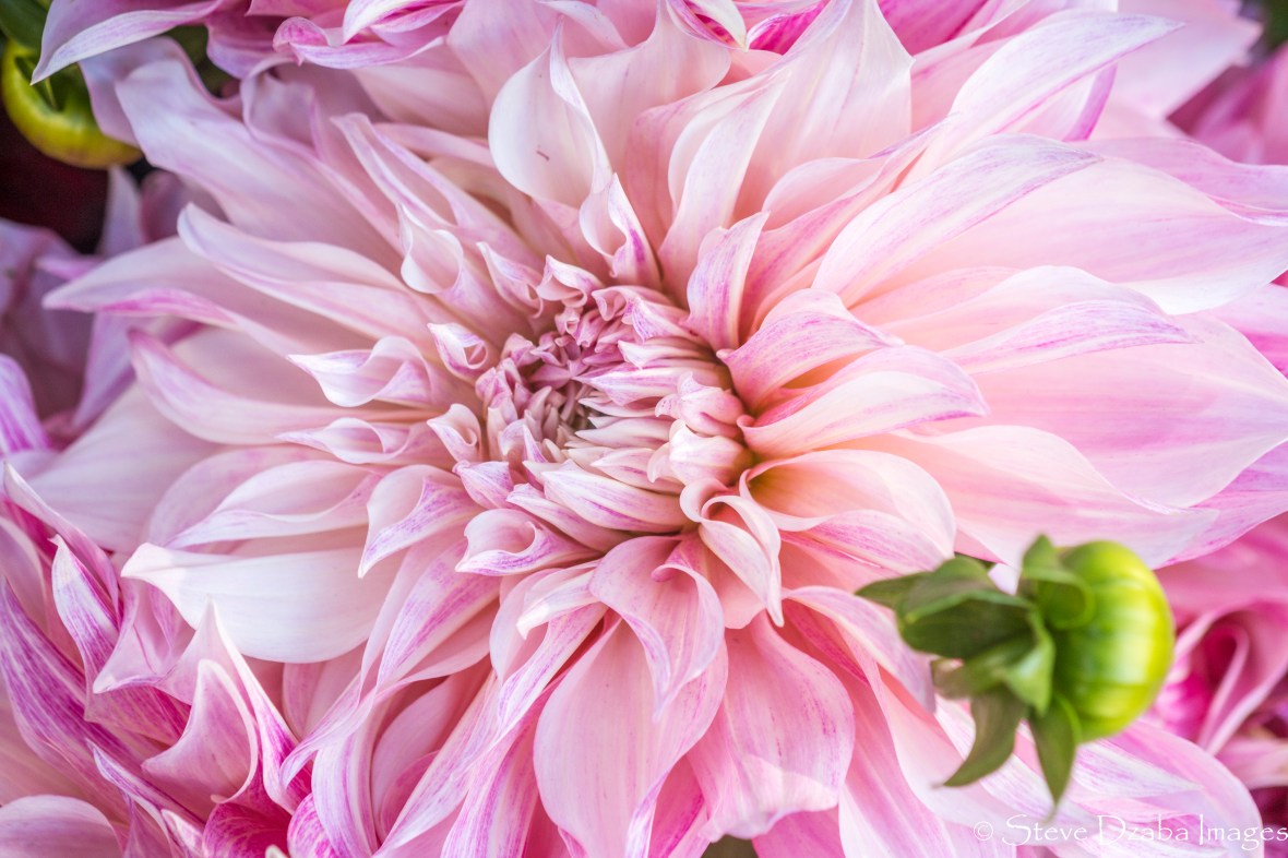 Light Peach Dahlia - Natural Light