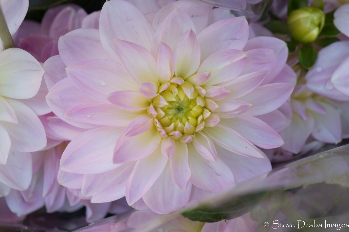 Subtle Soft Light Pink Dahlia Macro