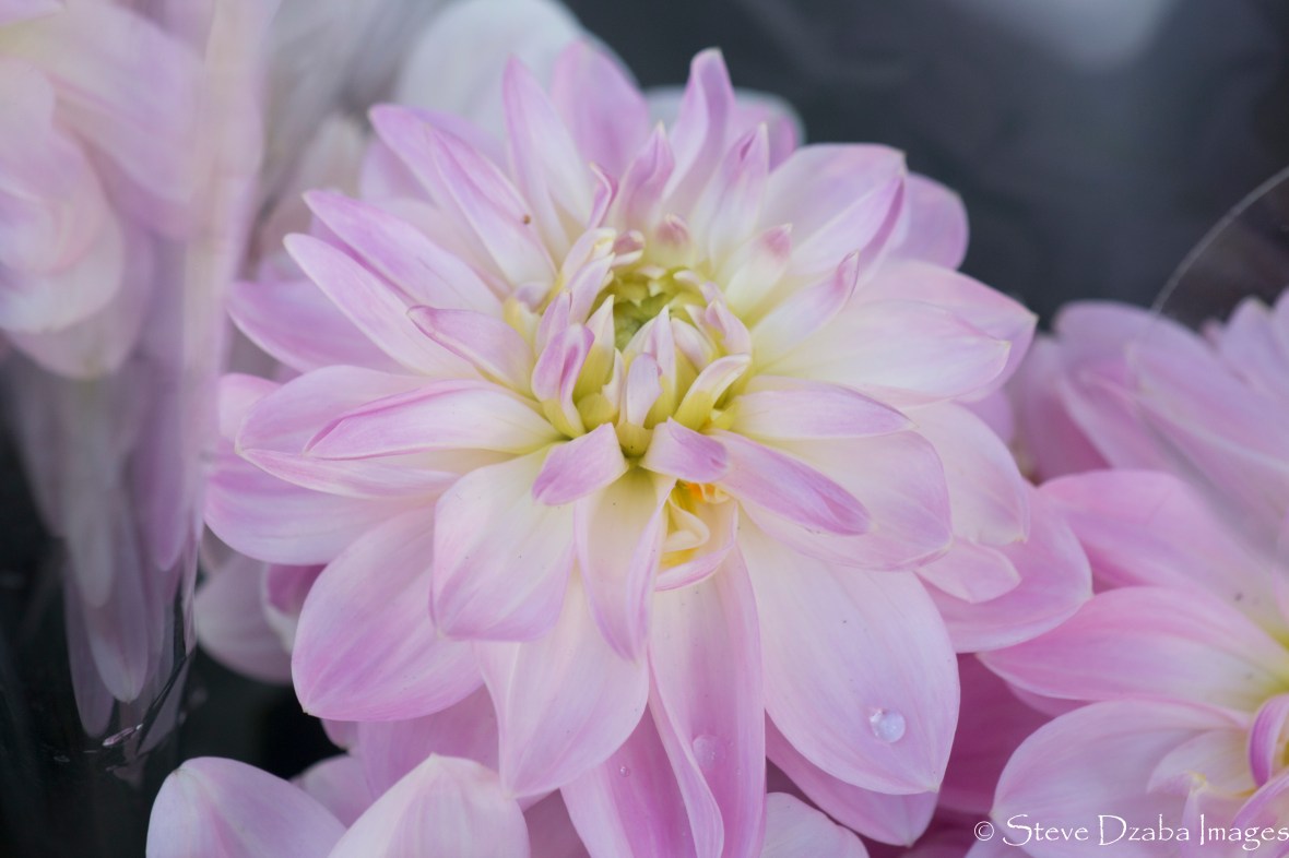 Subtle Soft Light Pink Dahlias II