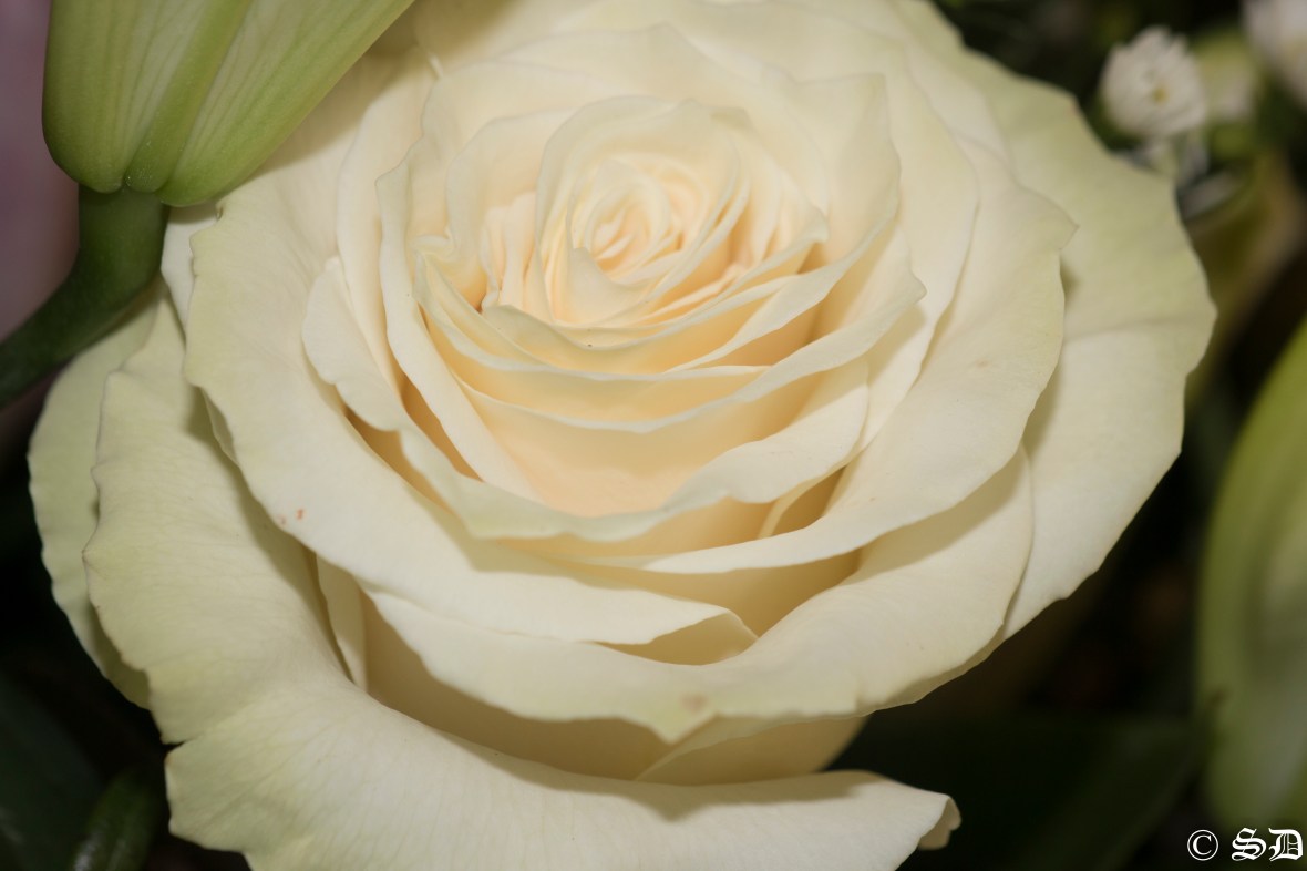 The Grand White Rose "Tres Piece"
