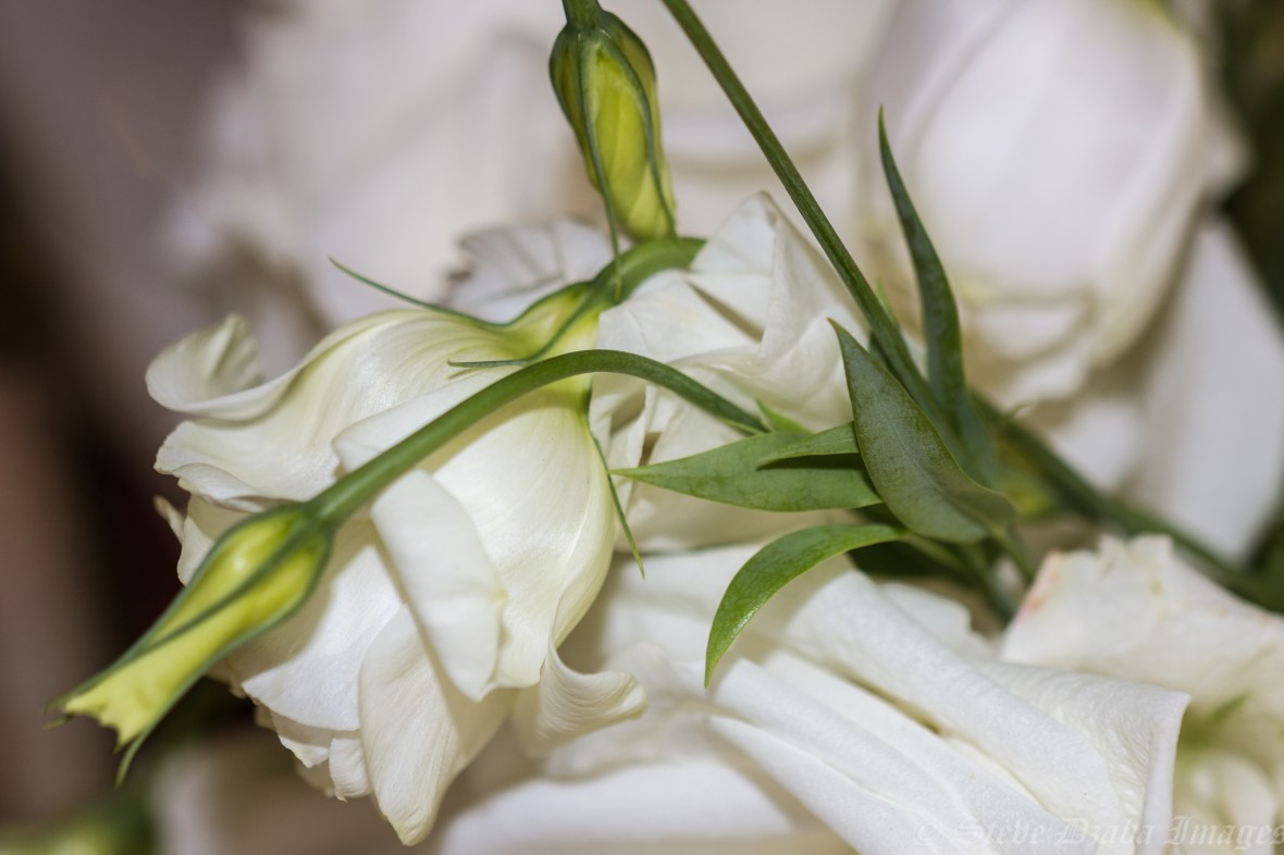 Killing Em Softly White Lisianthus