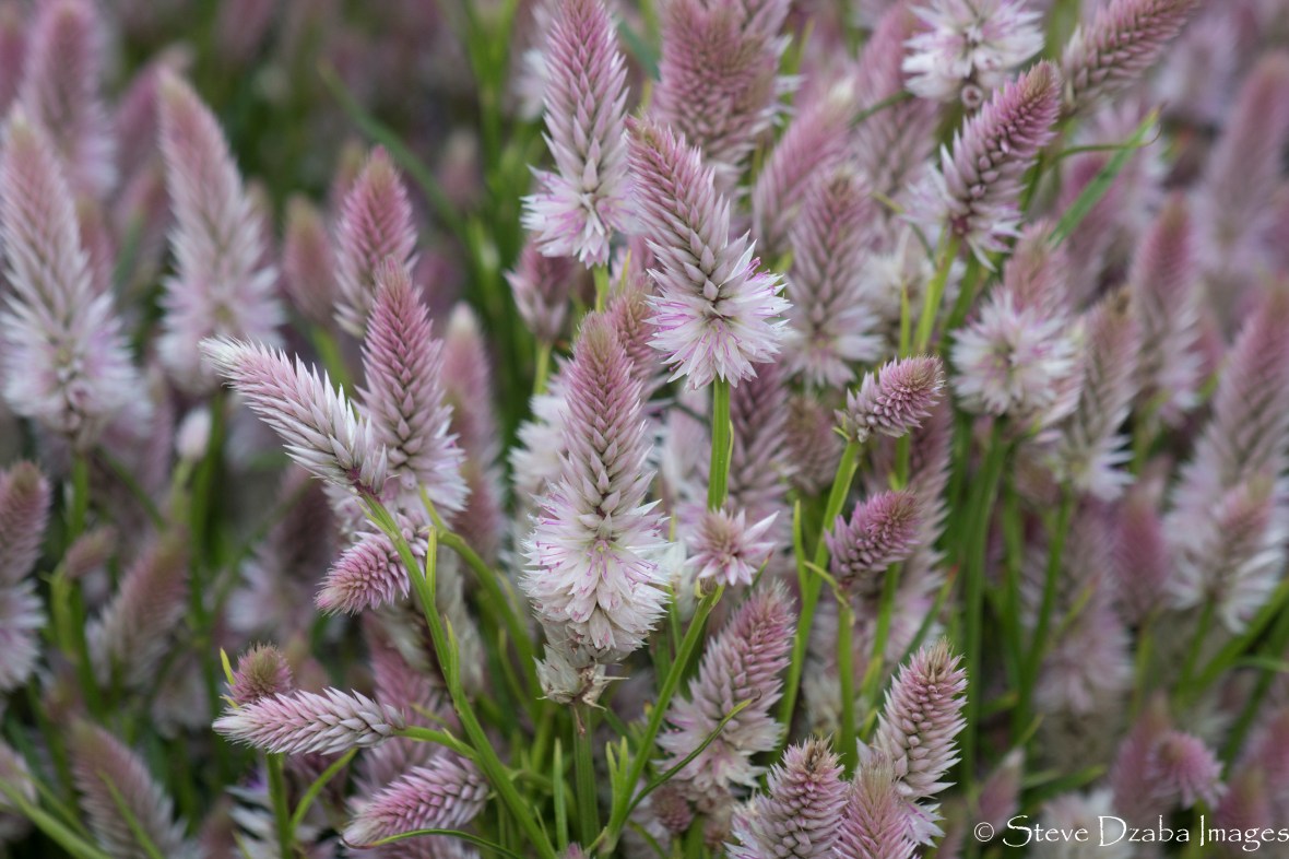 Light Pink Celosia Group