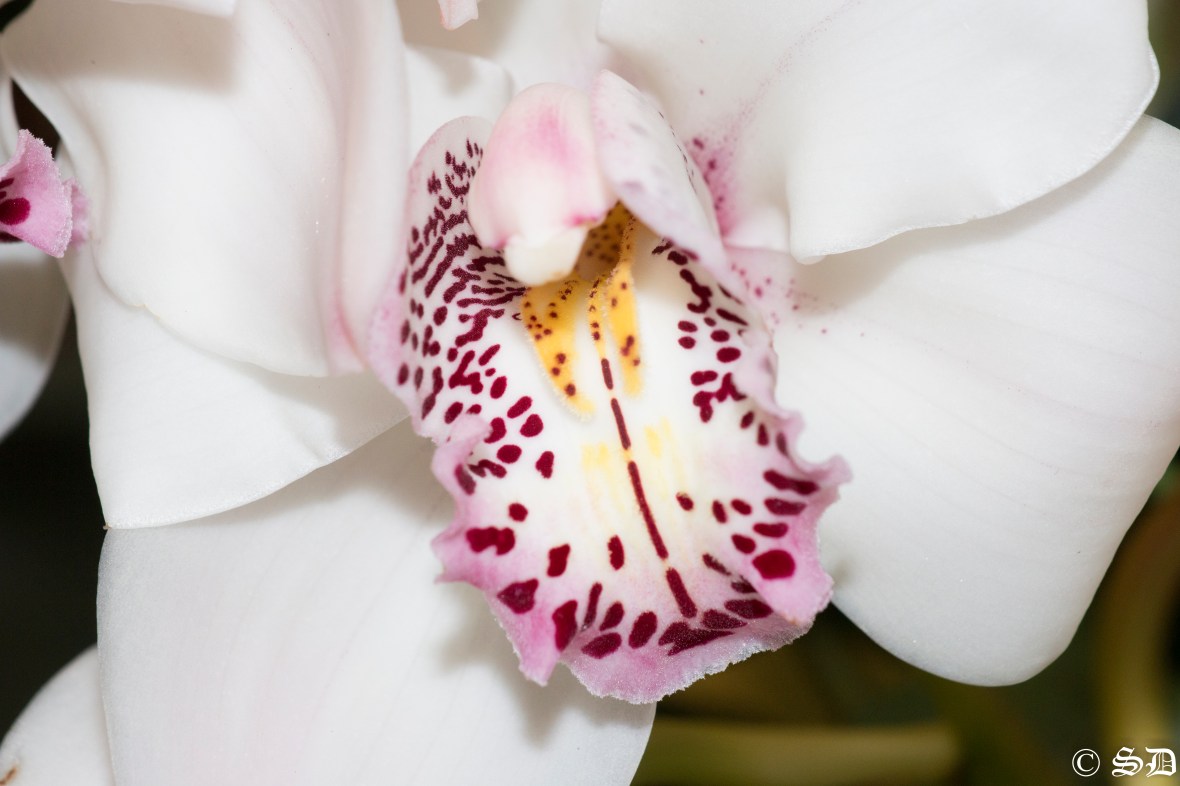 Pink Throated White Cymbidium Orchid