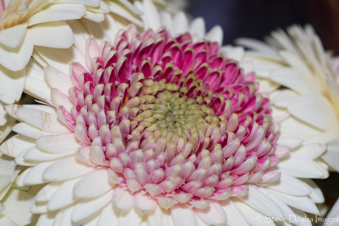 Dark Pink Eyed White Gerbera Daisy