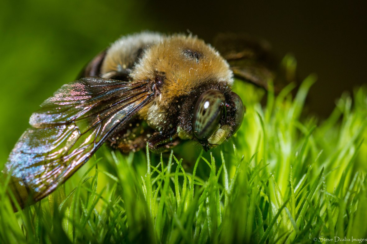 bumble-bee-trix-macro-portrait-color