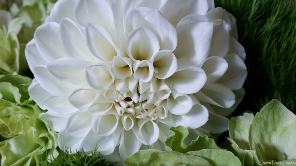 holland-white-dahlia-macro-shot Fall 2016