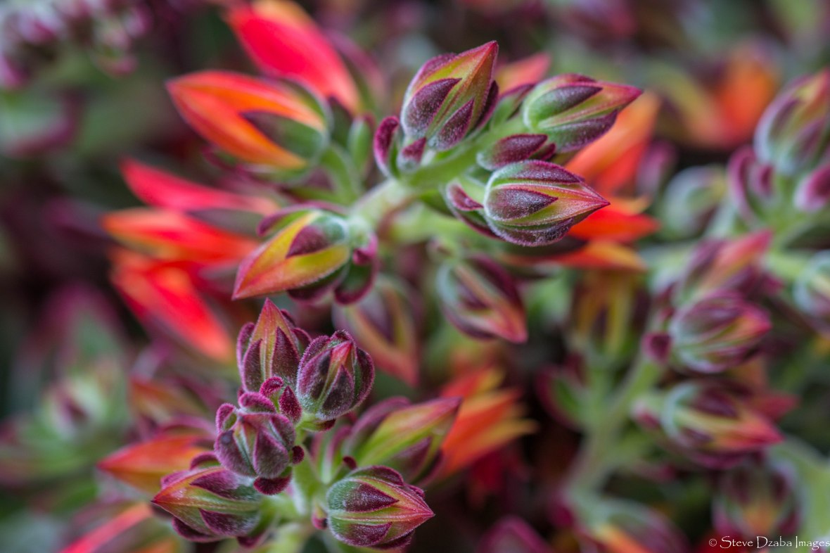 Orange & Purple Succulent Flowers