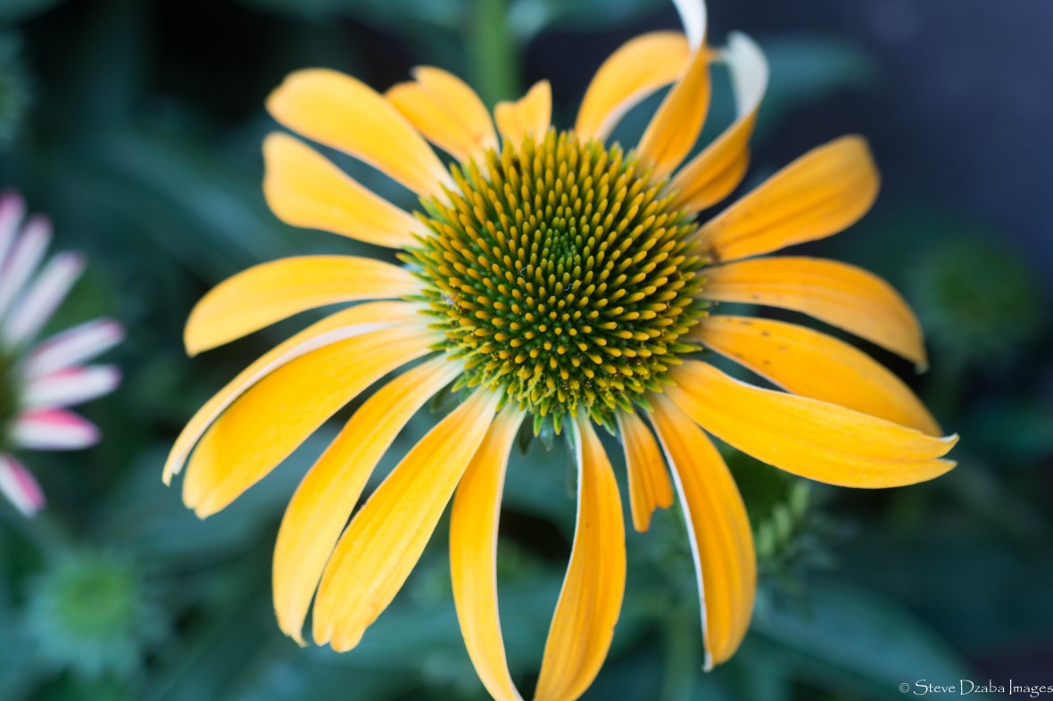 Golden Yellow Rudbeckia