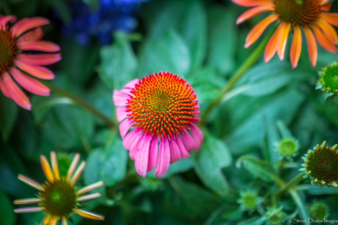 The Rudbeckias Full Color