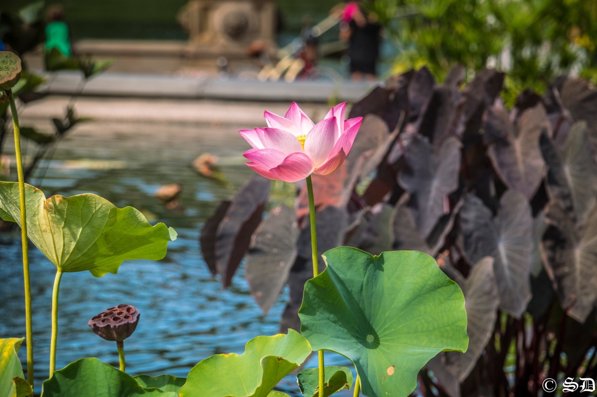 Central Park Floral Series: Pink Flower In The Fountain