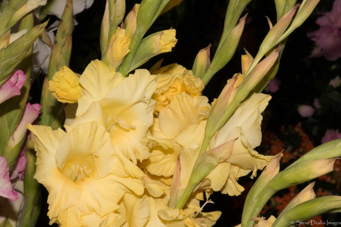 sunshine-yellow-lisianthus