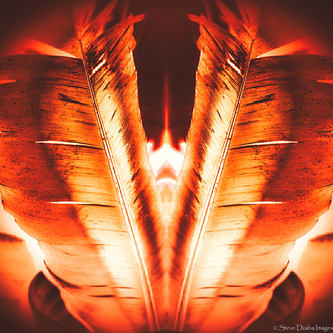 freedoms-feathers-orange-flame