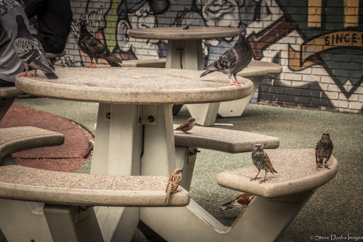 Gotham Landscape Portrait Series: Bronx Birds Reign