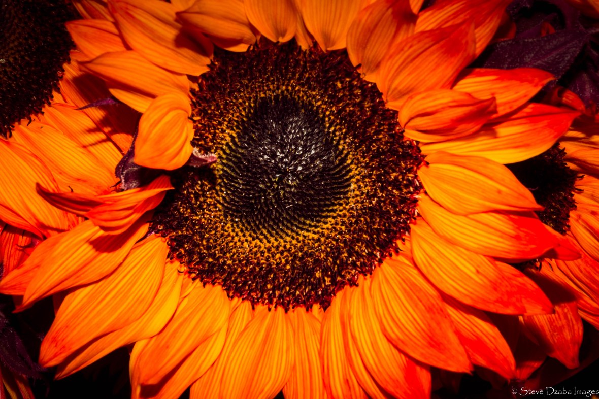 orange-flame-sunflower