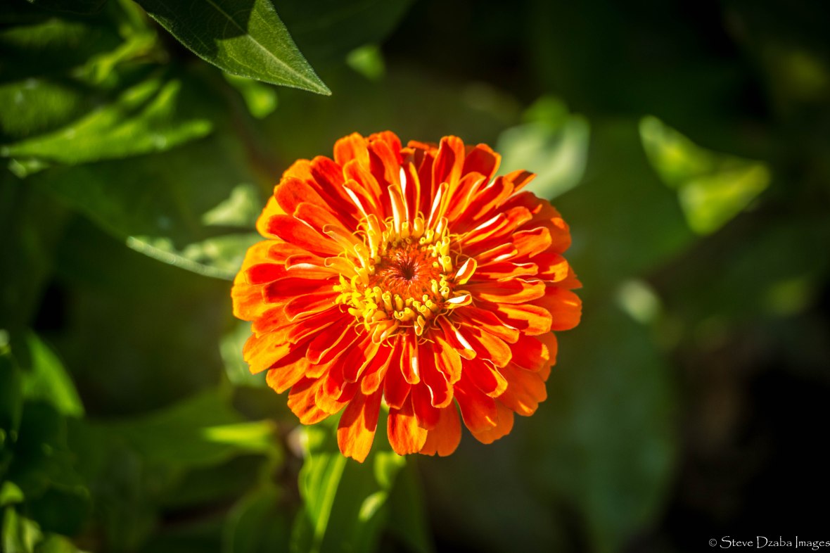 The Orange Zinnia Flower