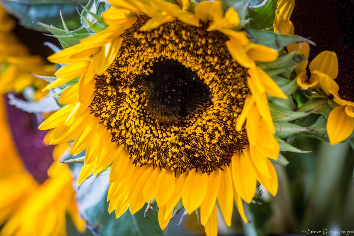 The Pollen Rich Sunflower's Face