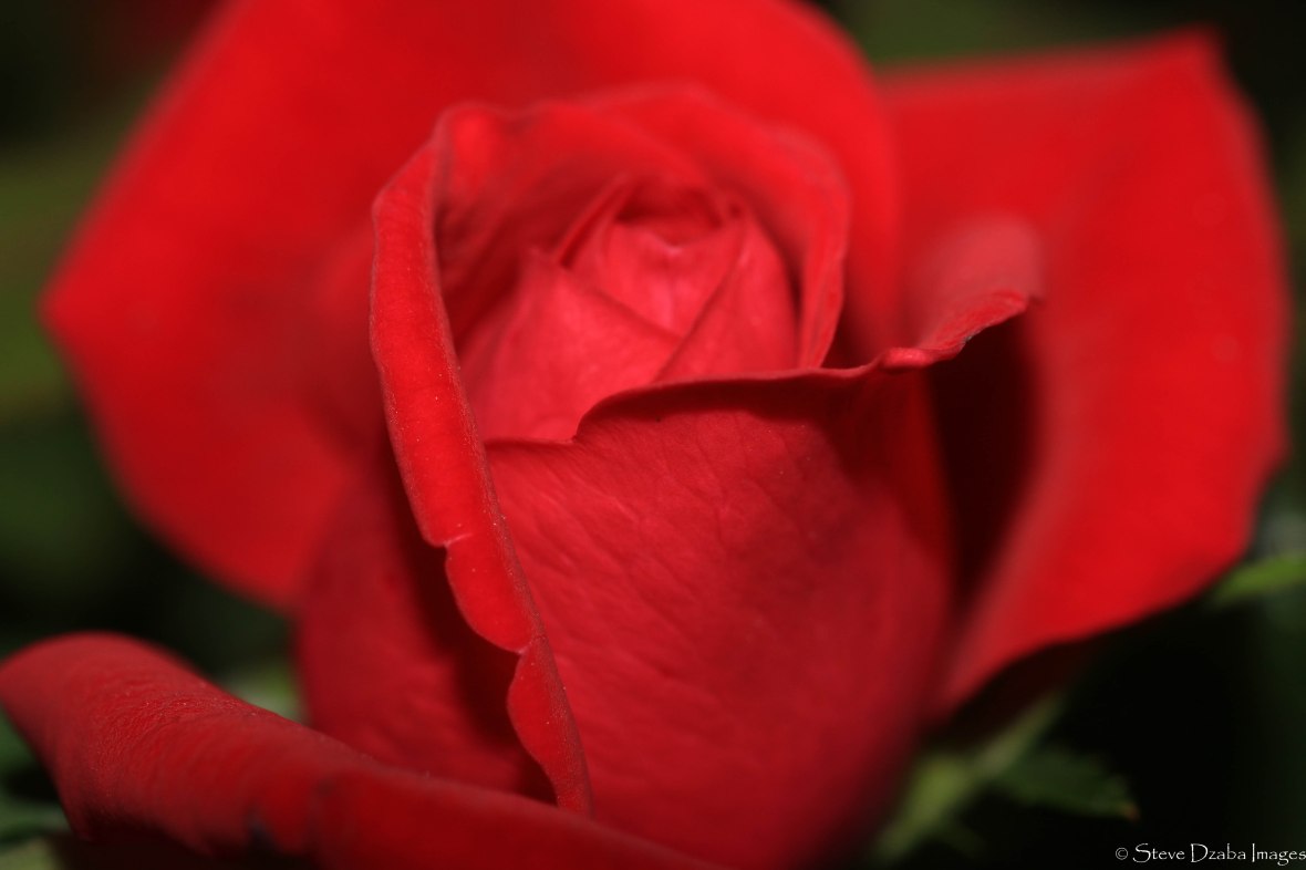 rose-red-macro-iii