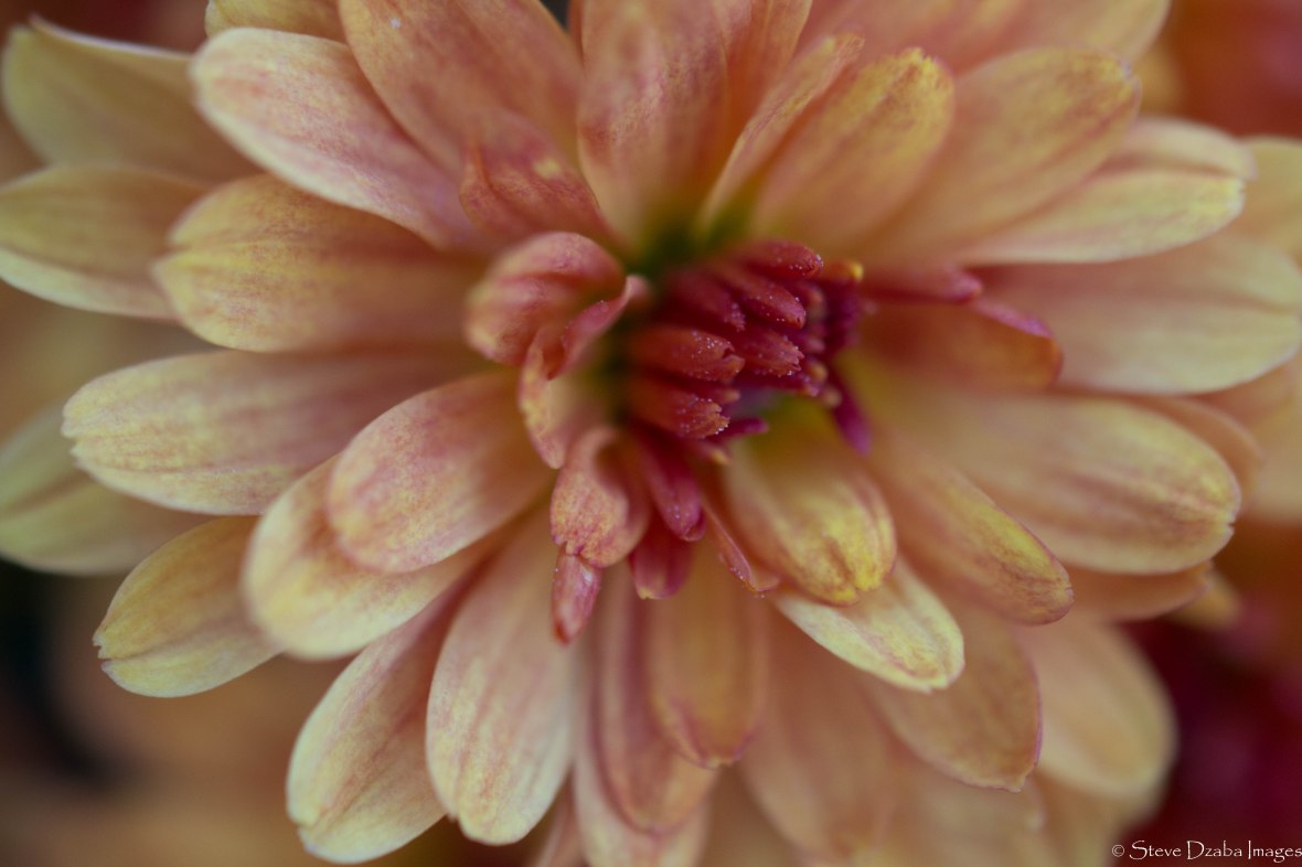 The Peach Dahlia (Macro) 3