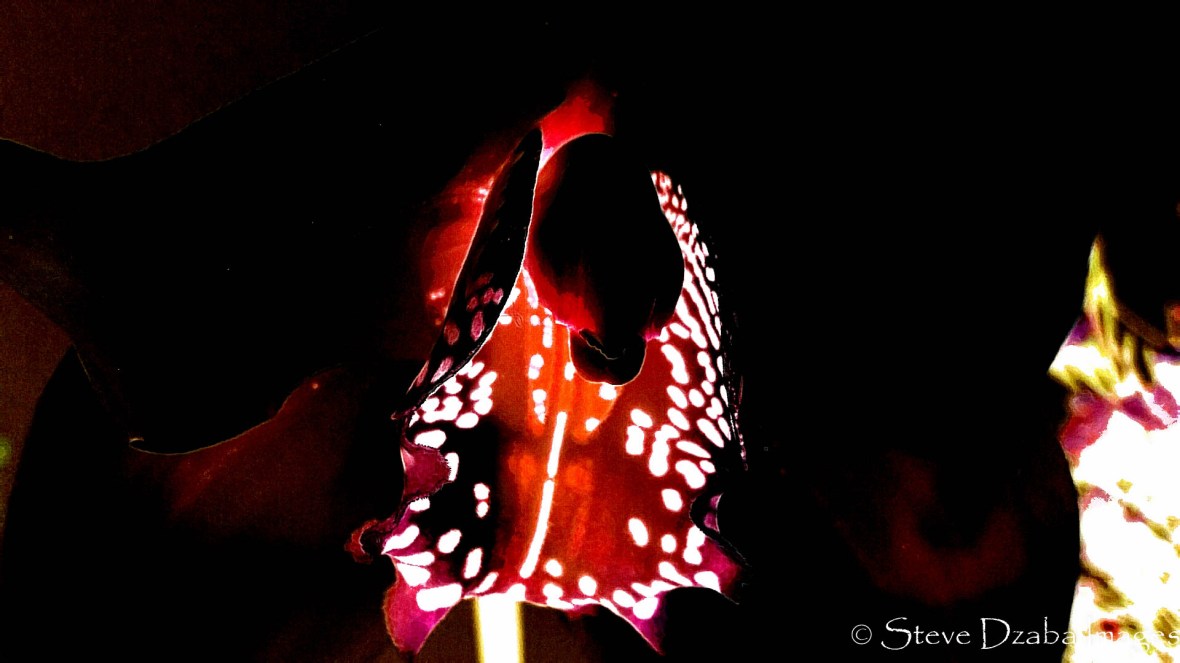 The Orchid: Glow In The Dark Red Limited Edition