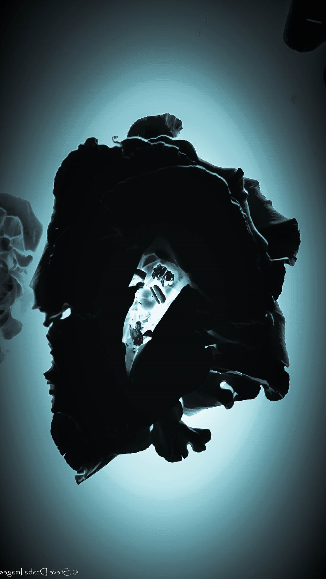 Abstract Portrait Series Unbreakable Cyano Blue Vignette Limited Edition