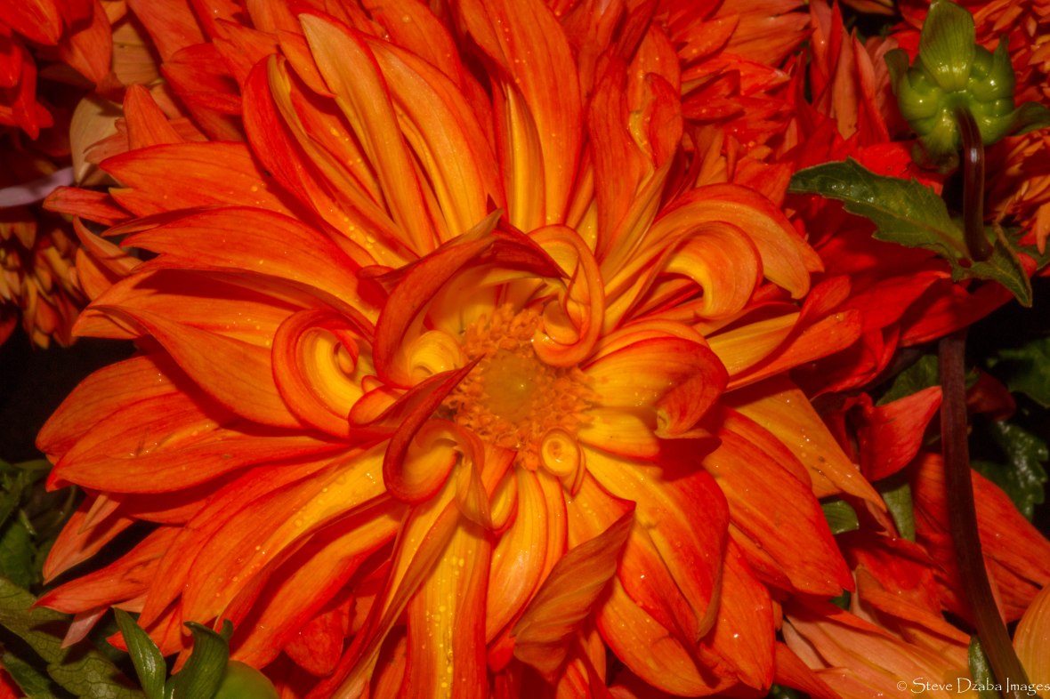 The Orange Flame Dahlia Macro Editions