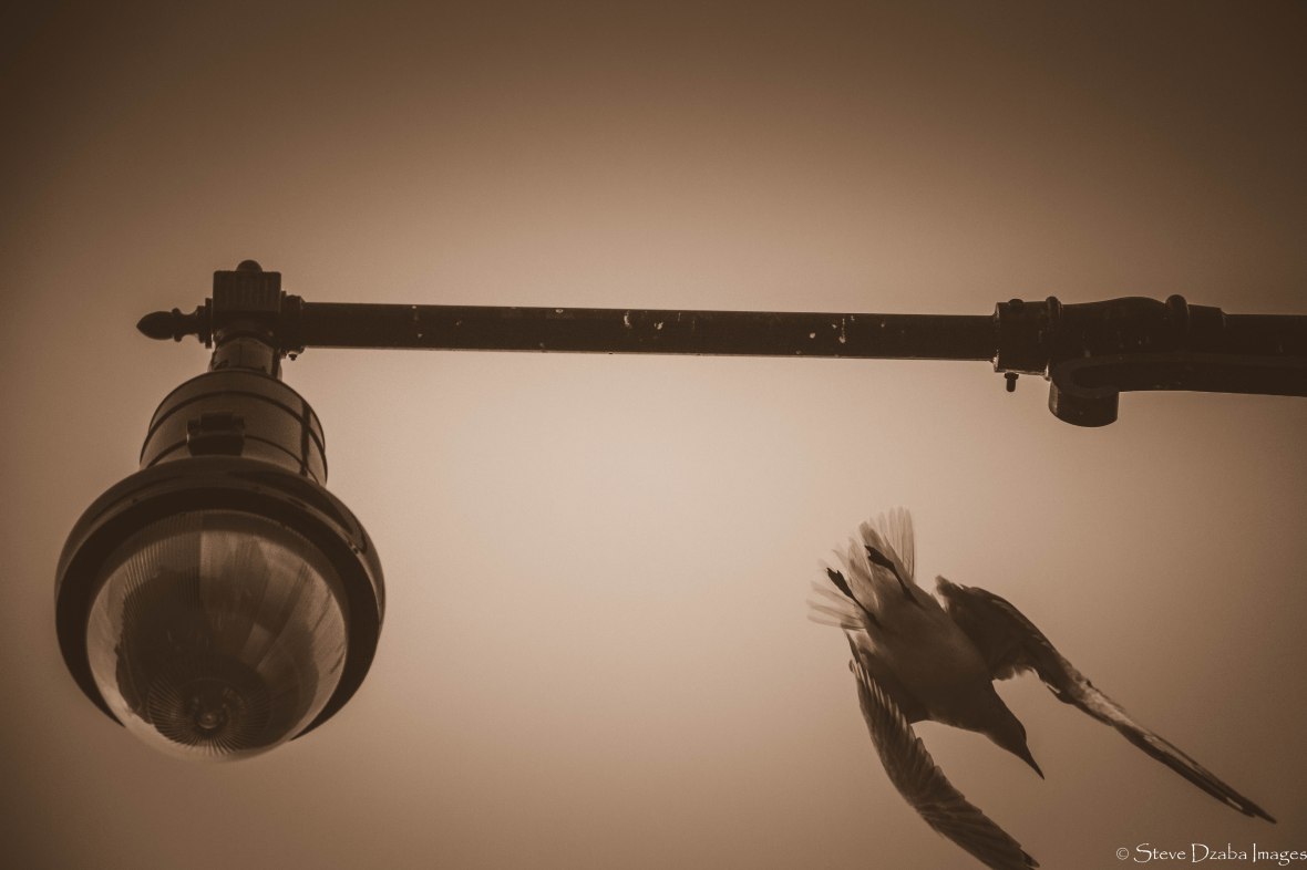 nature-portrait-series-midflight-the-take-off