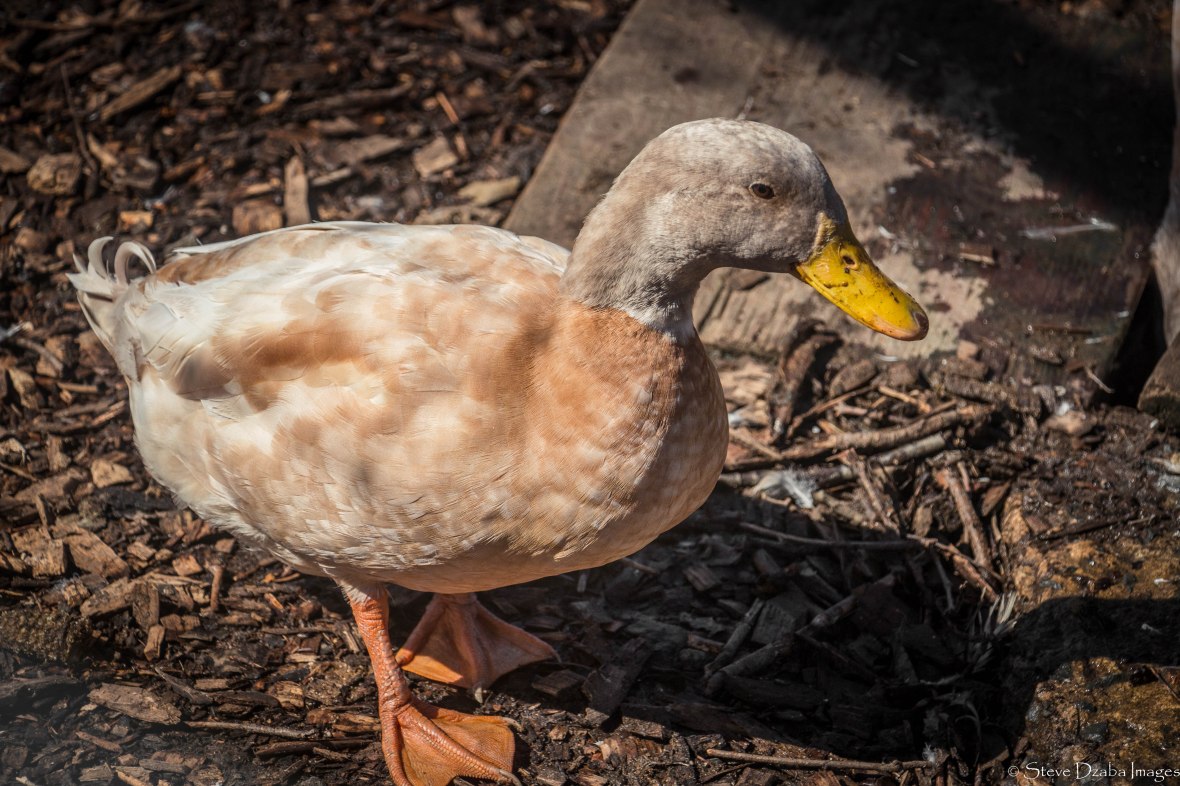 animal-portrait-series-the-mallard