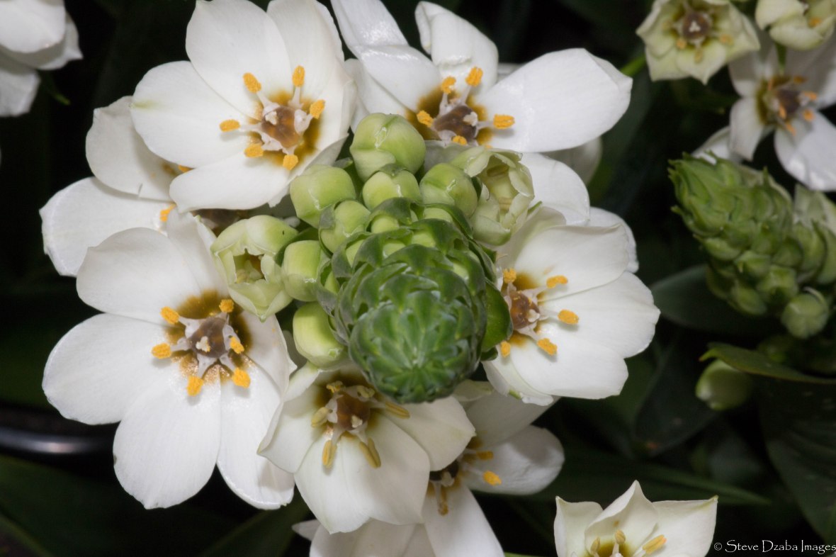 Chincherinchee Flower aka Wonder Flower