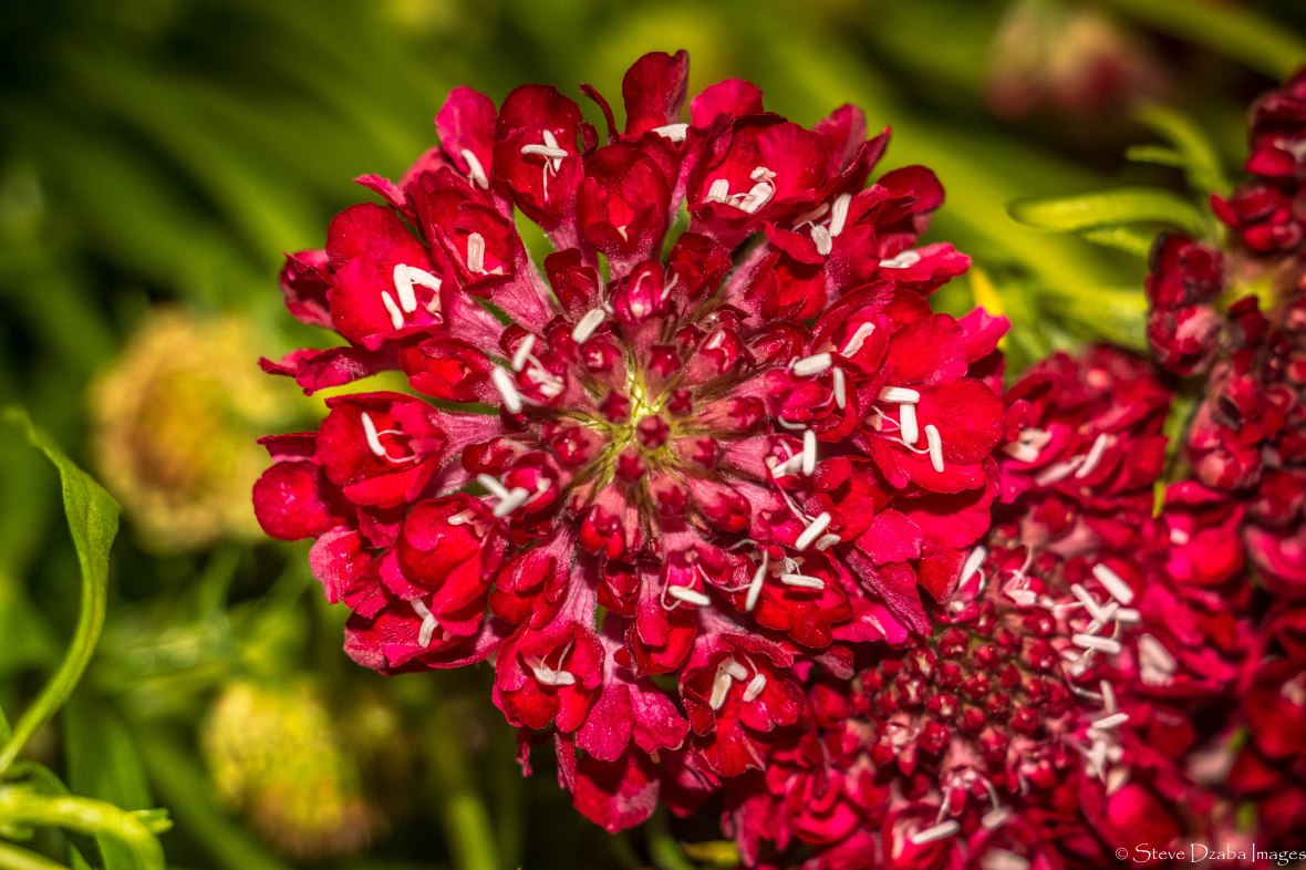 Red Scabiosa Macro Edition III