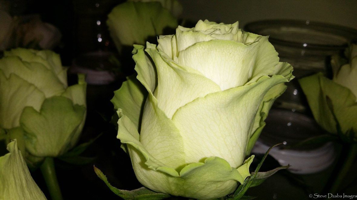 The Lemonade Rose Macro II