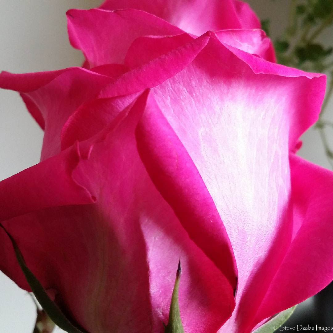 Floral Portrait: The Pink Floyd Rose Macro 