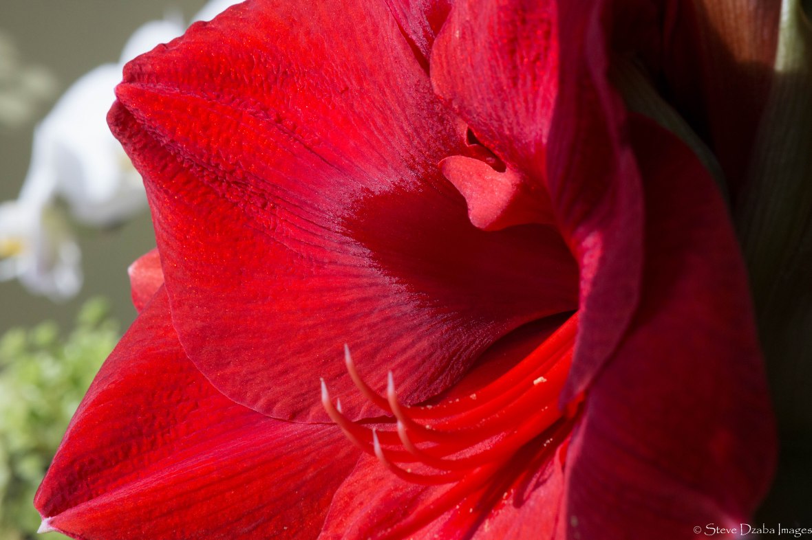 floral-portrait-series-freedom-red-amaryllis