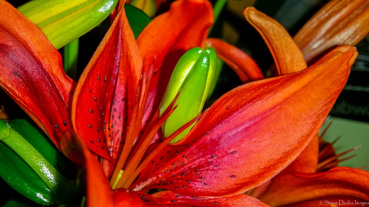 Floral Portrait Series: The Tiger Lily