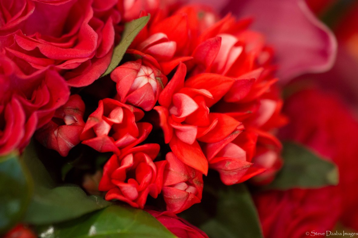 Floral Portrait: Red Buvardia Macro