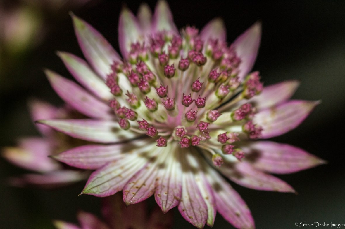 Aka Great Masterwort