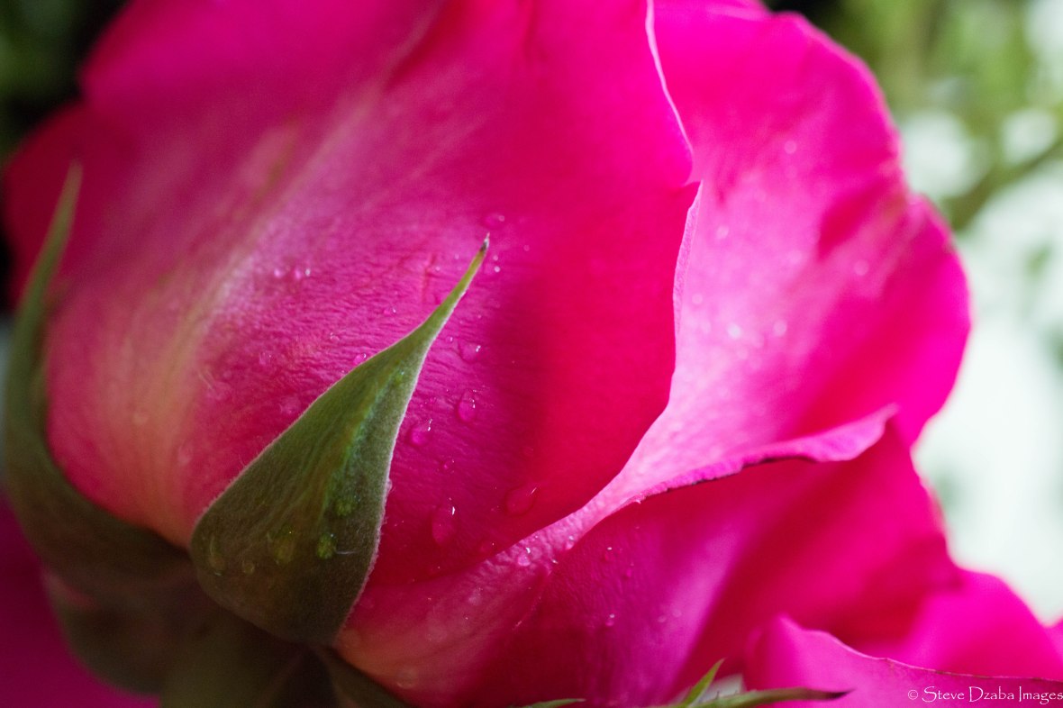 The Rainkissed Pink Floyd Rose: Macro Deuce