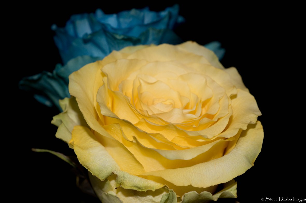 sunshine-yellow-blue-roses-no-more-drama-remix-limited-edition