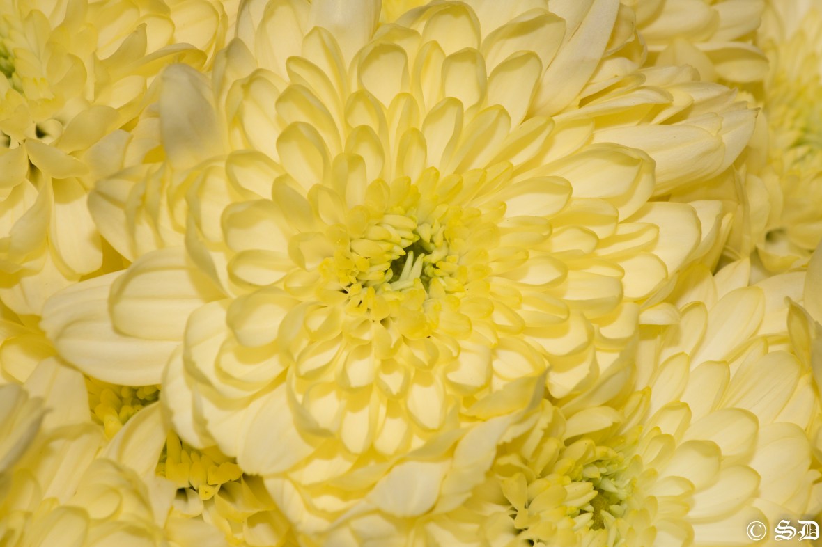 sunshine-yellow-pom-pom-flowers