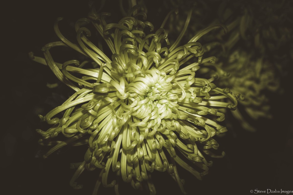 Floral Portrait Series: The Green Spider Mums
