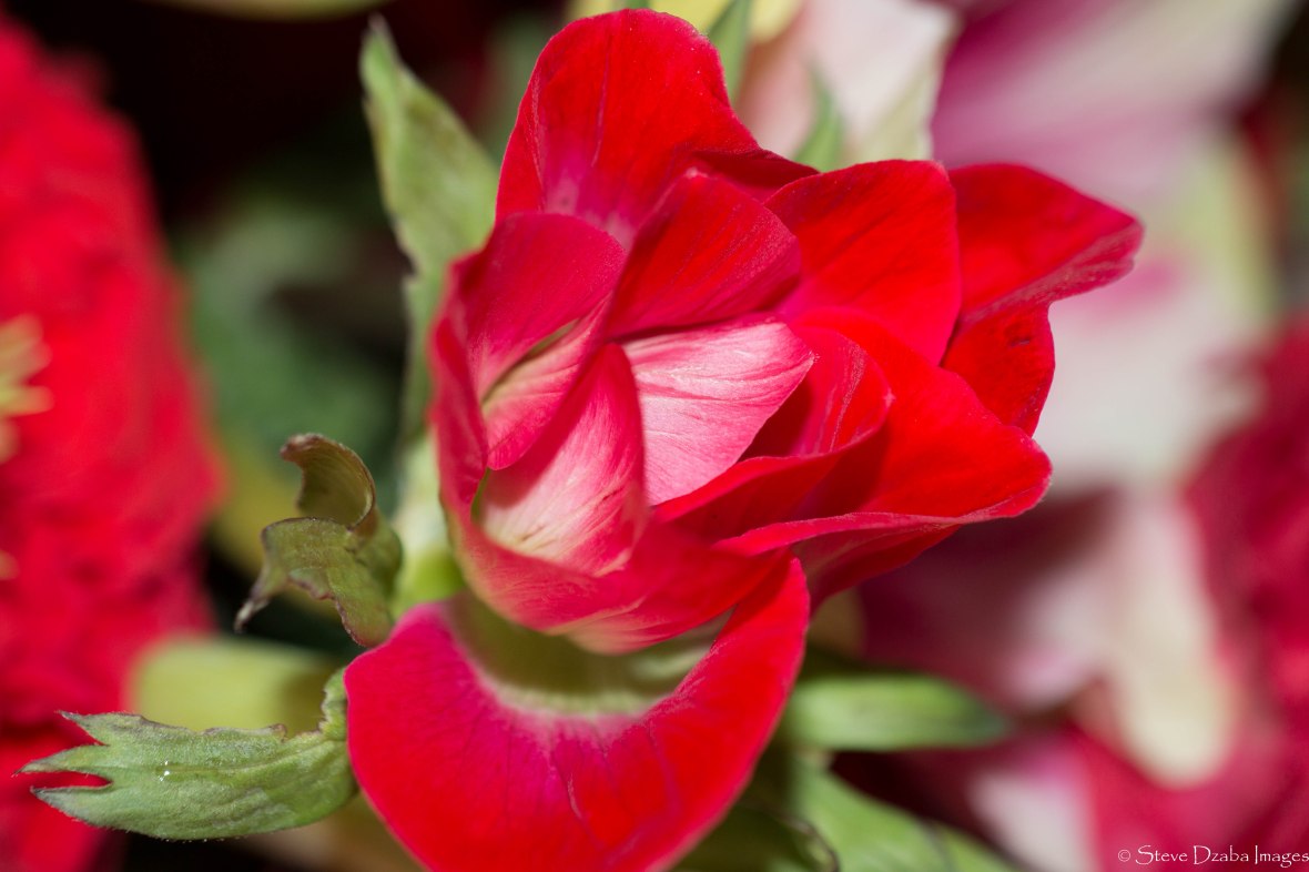 Floral Portrait Series: The Red Anemone!!!