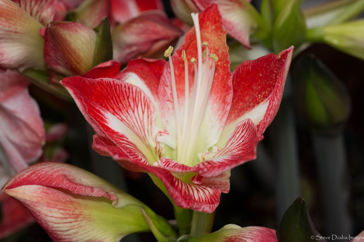 Floral Portrait: The Apple Blossom Amaryllis
