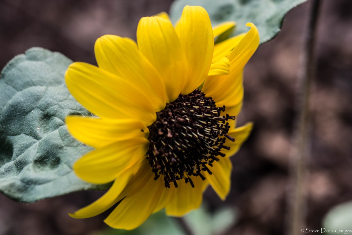 Floral Portrait Series Yellow Flower