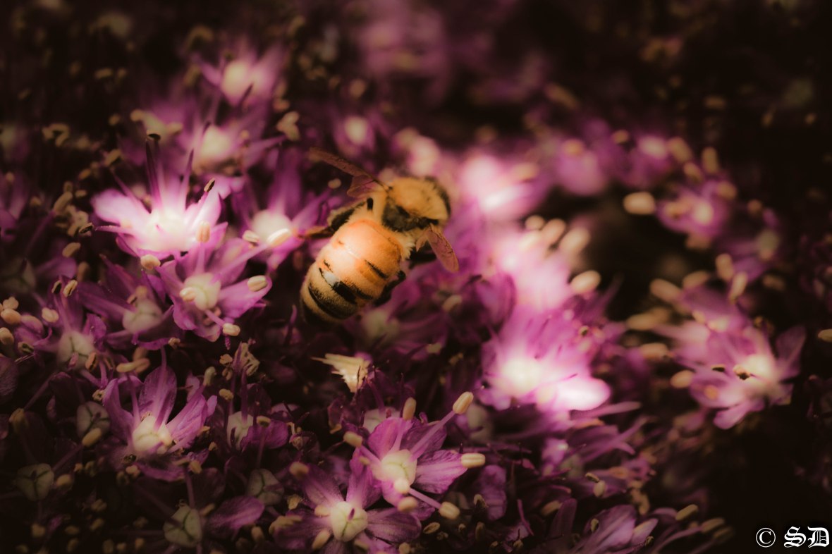 Nature Portrait Series Bee &amp; Aeolian Flowers Dark Macro Mood Limited Edition